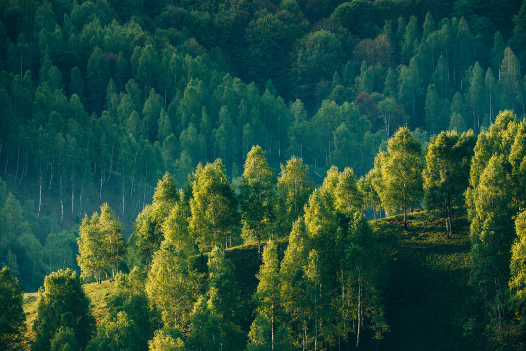 Green Forest