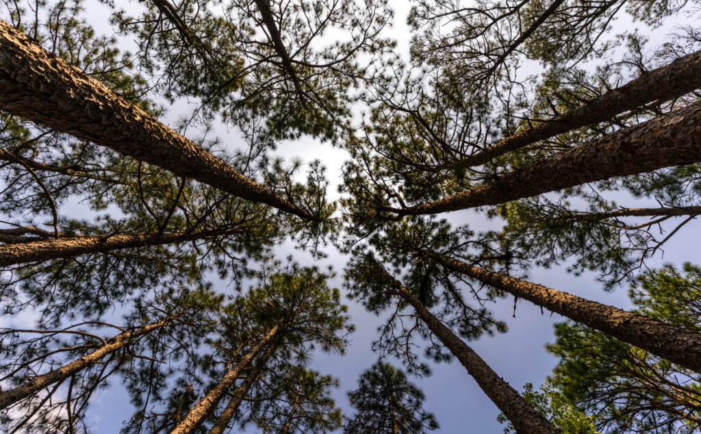 Tall Pine Trees